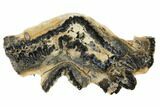 Mammoth Molar Slice With Case - South Carolina #99535-1